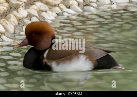 Brown intitolata Anatra Anatra molto bello e nome scientifico aythya feria Foto Stock