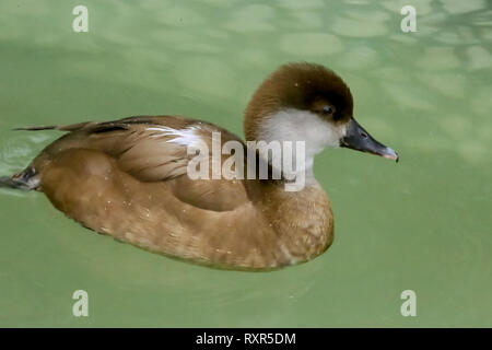 Brown intitolata Anatra Anatra molto bello e nome scientifico aythya feria Foto Stock