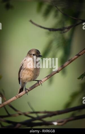 Femmina pied bush arroccato di chat Foto Stock