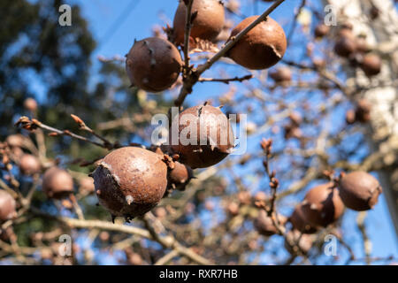 Oak Galli sul ramo di quercia. Cielo blu sullo sfondo Foto Stock