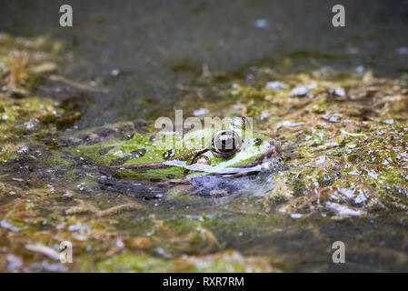 Acqua comune (rana Pelophylax kl. esculentus) in acqua Foto Stock