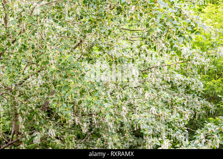 Il PIOPPO lanugine sulla struttura ad albero Foto Stock