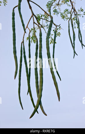Moringa cuscinetto albero frutto 'Moringa oleifera ". Foto Stock