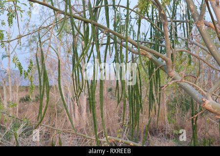Moringa cuscinetto albero frutto 'Moringa oleifera ". Foto Stock