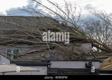 Marlow, Regno Unito. Il 10 marzo 2019. Un albero è caduto nel corso di venti alti in Marlow, la struttura ad albero è venuto giù attraverso Mill Road ed è venuto a poggiare sul tetto del Principe di Galles pub. Credito: Peter Manning/Alamy Live News Foto Stock