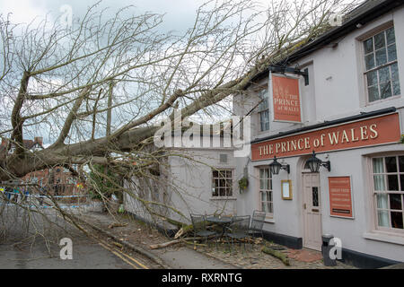 Marlow, Regno Unito. Il 10 marzo 2019. Un albero è caduto nel corso di venti alti in Marlow, la struttura ad albero è venuto giù attraverso Mill Road ed è venuto a poggiare sul tetto del Principe di Galles pub. Credito: Peter Manning/Alamy Live News Foto Stock