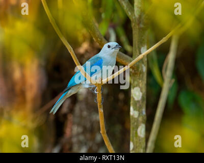 Colore grigio-blu tanager Thraupis episcopus Costa Rica Febbraio Foto Stock