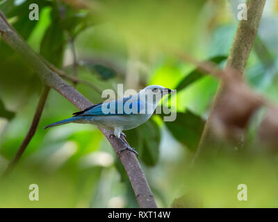 Colore grigio-blu tanager Thraupis episcopus Costa Rica Febbraio Foto Stock