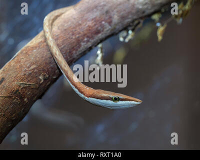 Vitigno messicano snake marrone o vine snake Oxybelis aeneus Costa Rica Febbraio Foto Stock