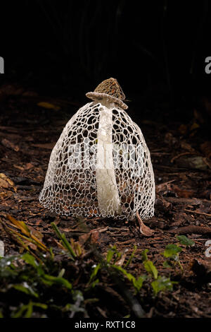 Bridal Veil Stinkhorn Fungo (Phallus indusiatus) sul suolo della foresta, Parco Nazionale del Manu, Perù, Novembre Foto Stock