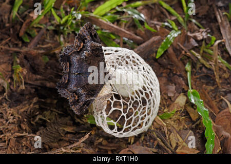 Bridal Veil Stinkhorn Fungo (Phallus indusiatus) mostrante la tignola alimentare sul cappuccio, il Parco Nazionale del Manu, Perù, Novembre Foto Stock