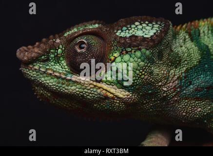 Panther Chameleon ( Furcifer pardalis ) Foto Stock