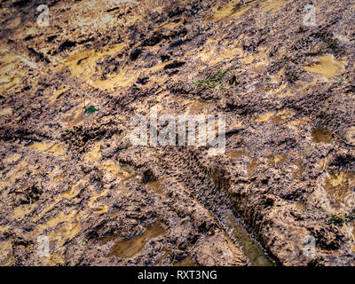 Mountain bike scolpitura del battistrada nel fango, Kilburn foresta, North Yorkshire, Regno Unito. Foto Stock