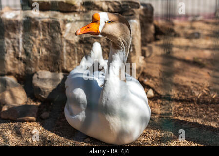 Oca Bianca è in appoggio sul sole Foto Stock