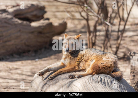 Canis aureus jackal Foto Stock