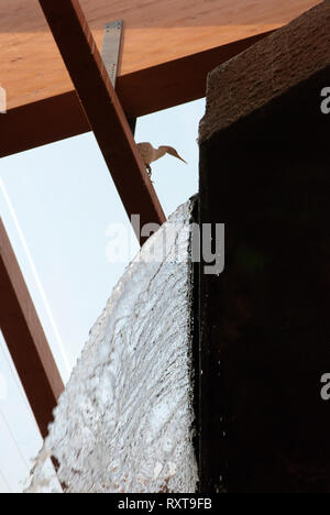 Uccello visibile sulla trave sotto il soffitto. Frammento di La struttura all'interno del Africarium. L'acqua della cascata artificiale è visibile. Foto Stock