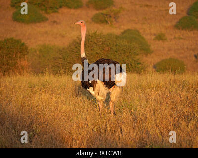 Comune di sesso maschile (struzzo Struthio camelus) in condizioni di allevamento nella luce della sera del golden ora a Savannah prateria di NP di Nairobi in Kenya, Africa Foto Stock