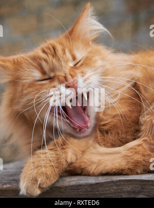 Rosso gatto adulto sbadigli, close up Foto Stock