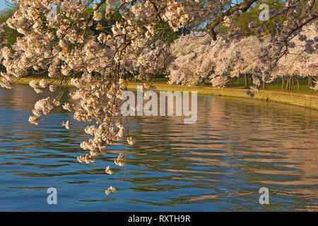 Fiore di Ciliegio abbondanza intorno al bacino di marea serbatoio in noi la città capitale. Washington DC il paesaggio durante il Cherry Blossom Festival. Foto Stock