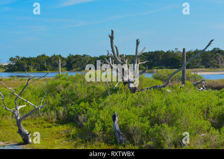 Sawpit Creek a Big Talbot del Parco Statale di Jacksonville, Duval County, Florida USA Foto Stock