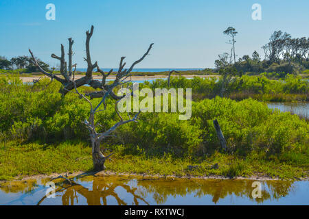 Sawpit Creek a Big Talbot del Parco Statale di Jacksonville, Duval County, Florida USA Foto Stock