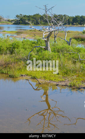 Sawpit Creek a Big Talbot del Parco Statale di Jacksonville, Duval County, Florida USA Foto Stock