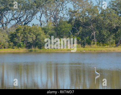 Sawpit Creek a Big Talbot del Parco Statale di Jacksonville, Duval County, Florida USA Foto Stock