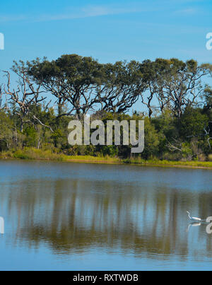 Sawpit Creek a Big Talbot del Parco Statale di Jacksonville, Duval County, Florida USA Foto Stock