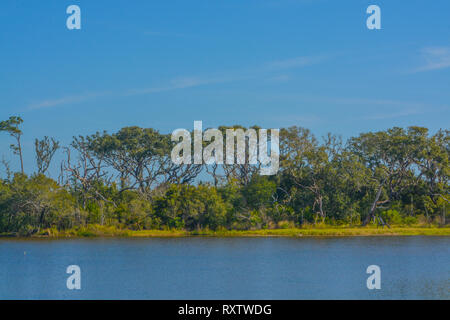 Sawpit Creek a Big Talbot del Parco Statale di Jacksonville, Duval County, Florida USA Foto Stock