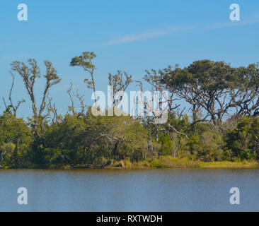 Sawpit Creek a Big Talbot del Parco Statale di Jacksonville, Duval County, Florida USA Foto Stock