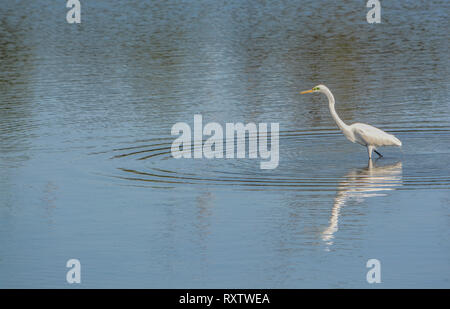 Grande airone bianco a Big Talbot Island State Park, Jacksonville, Duval County, Florida USA Foto Stock