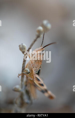 Una cavalletta marrone che si trovano normalmente in aree asciutte di Cipro Foto Stock