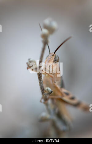 Una cavalletta marrone che si trovano normalmente in aree asciutte di Cipro Foto Stock