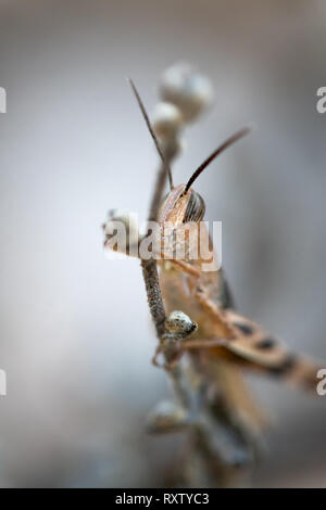 Una cavalletta marrone che si trovano normalmente in aree asciutte di Cipro Foto Stock