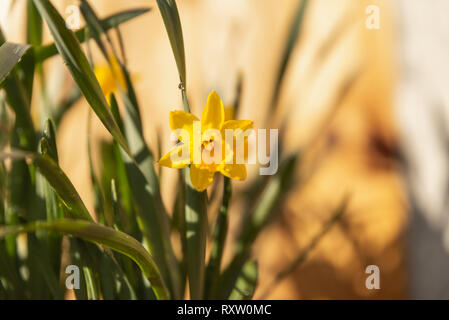 Un bel giallo singolo daffodil in un ambiente naturale. Foto Stock
