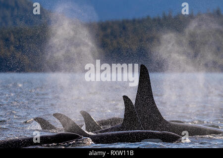 Un gruppo di balene assassine residenti nel nord che riposano nello stretto della Regina Charlotte lungo la Great Bear Rainforest Coast, First Nations Territory, British Columbia, Canada. Foto Stock