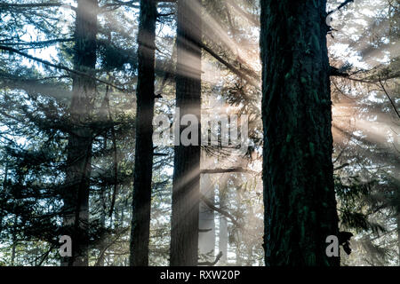 John Dean Provincial Park, North Saanich, Isola di Vancouver, BC, Canada Foto Stock