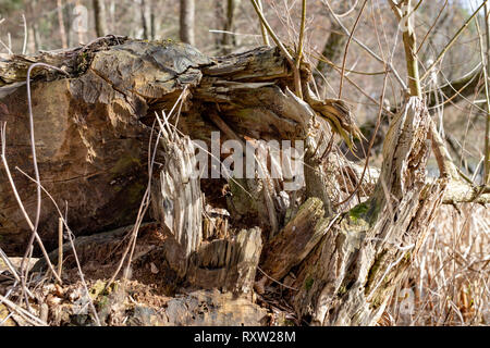 Un grande albero abbattuto da castori. Il vecchio albero secco tronco sulla riva del lago. Stagione della primavera. Foto Stock