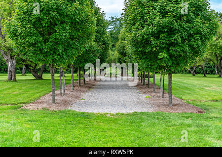 Tra gli alberi Foto Stock