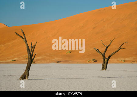 Dead Vlei all'interno del Sossusvlei,con scheletri dei morti antichi alberi d'acacia. "Vlei" è un'argilla padella dove un tempo fa un torrente era circondata da dune e il suo deflusso cut off. Come risultato il fondo del vlei è fatta di uno spessore di colore biancastro materiale di argilla. Sossusvlei Dune Park,Western Namibia,Africa. Foto Stock