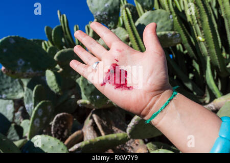 Il rosso carminio di cocciniglia. A Mancha Blanca, Lanzarote. Spagna Foto Stock