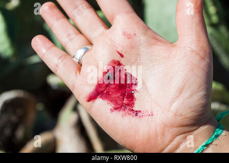 Il rosso carminio di cocciniglia. A Mancha Blanca, Lanzarote. Spagna Foto Stock