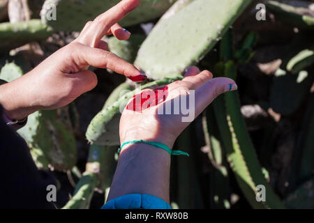 Il rosso carminio di cocciniglia. A Mancha Blanca, Lanzarote. Spagna Foto Stock