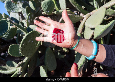 Il rosso carminio di cocciniglia. A Mancha Blanca, Lanzarote. Spagna Foto Stock