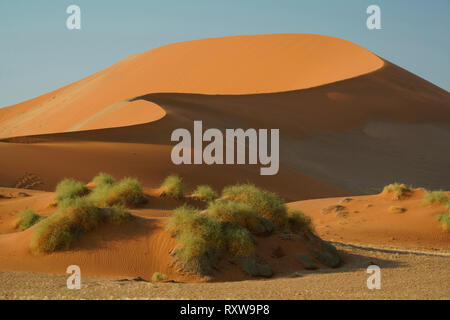 Magnifiche dune rosse del Sossusvlei Parco Nazionale. Sossusvlei è un sale e argilla pan formata da depositi dal Tsauchab River prima il suo flusso è stato bloccato da dune di sabbia. La parola "ossusvlei" significa 'Dead-fine marsh' e sebbene il nome originariamente di cui alla padella,it nowrefers per tutta la zona di enormi dune rosse che comprendono Sossusvlei Parco Nazionale. Western Namibia,vicino alla città di Sesriem,Africa. Foto Stock