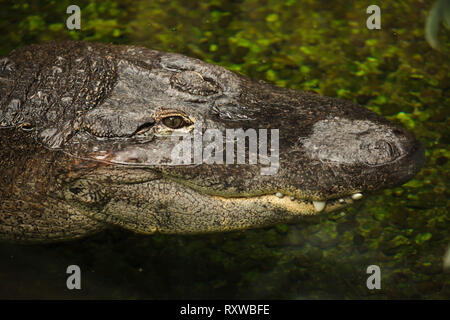 Il coccodrillo americano (Alligator mississippiensis). La vita selvatica animale. Foto Stock