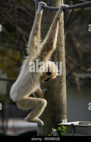 Lar gibbone (Hylobates lar), noto anche come il bianco-consegnato gibbone. Foto Stock