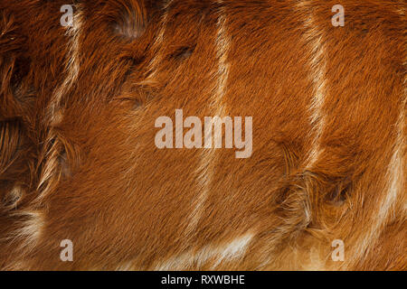 Foresta (sitatunga Tragelaphus spekii grato), noto anche come la foresta marshbuck. La texture della pelle. Foto Stock