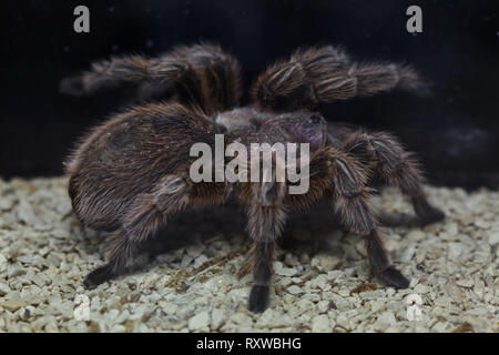 Rosa cilena tarantula (Grammostola rosea), noto anche come il cileno fire tarantola. Foto Stock