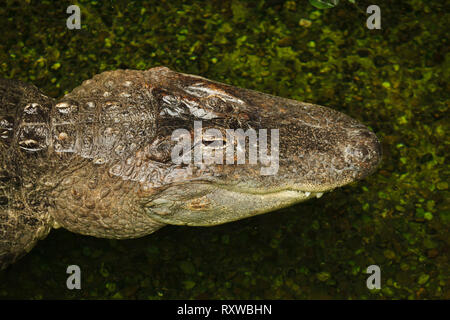 Il coccodrillo americano (Alligator mississippiensis). La vita selvatica animale. Foto Stock